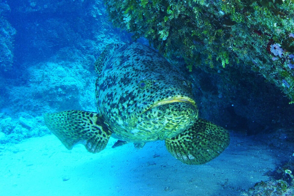 Photo of a Goliath Grouper fish